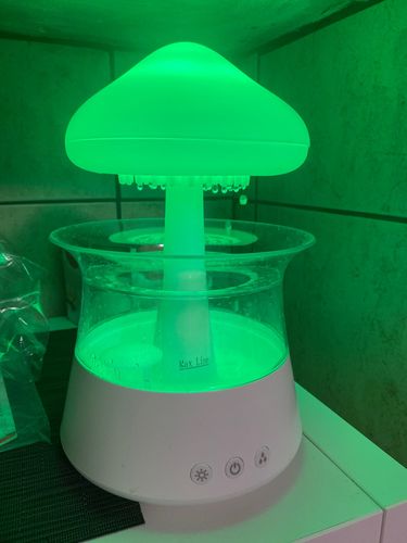 Champignon Pluie - فطر ممطر