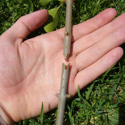 Outil De Greffage De Jardin