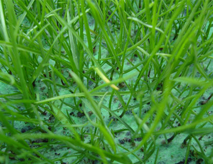 GREEN-MAX™⎮ Le Gazon Magic